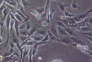 MDA-MB-231/ADR 人乳腺癌阿霉素耐药株 MDA-MB-231/ADR human breast cancer adriamycin resistant strain