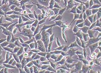 RKO-LUC-PURO人结肠腺癌细胞（荧光示踪细胞）+LUC RKO-LUC-PURO human colon adenocarcinoma cells+LUC