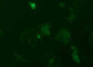 293T-GFP 人胚肾细胞（荧光示踪细胞） 293T-GFP human embryonic kidney cells