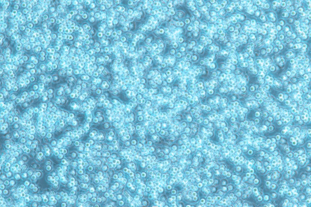 小鼠单核巨噬细胞白血病细胞绿色荧光标记 RAW264.7+GFP（种属鉴定） Mouse monocyte macrophage leukemia cells labeled with green fluorescence RAW264.7+GFP