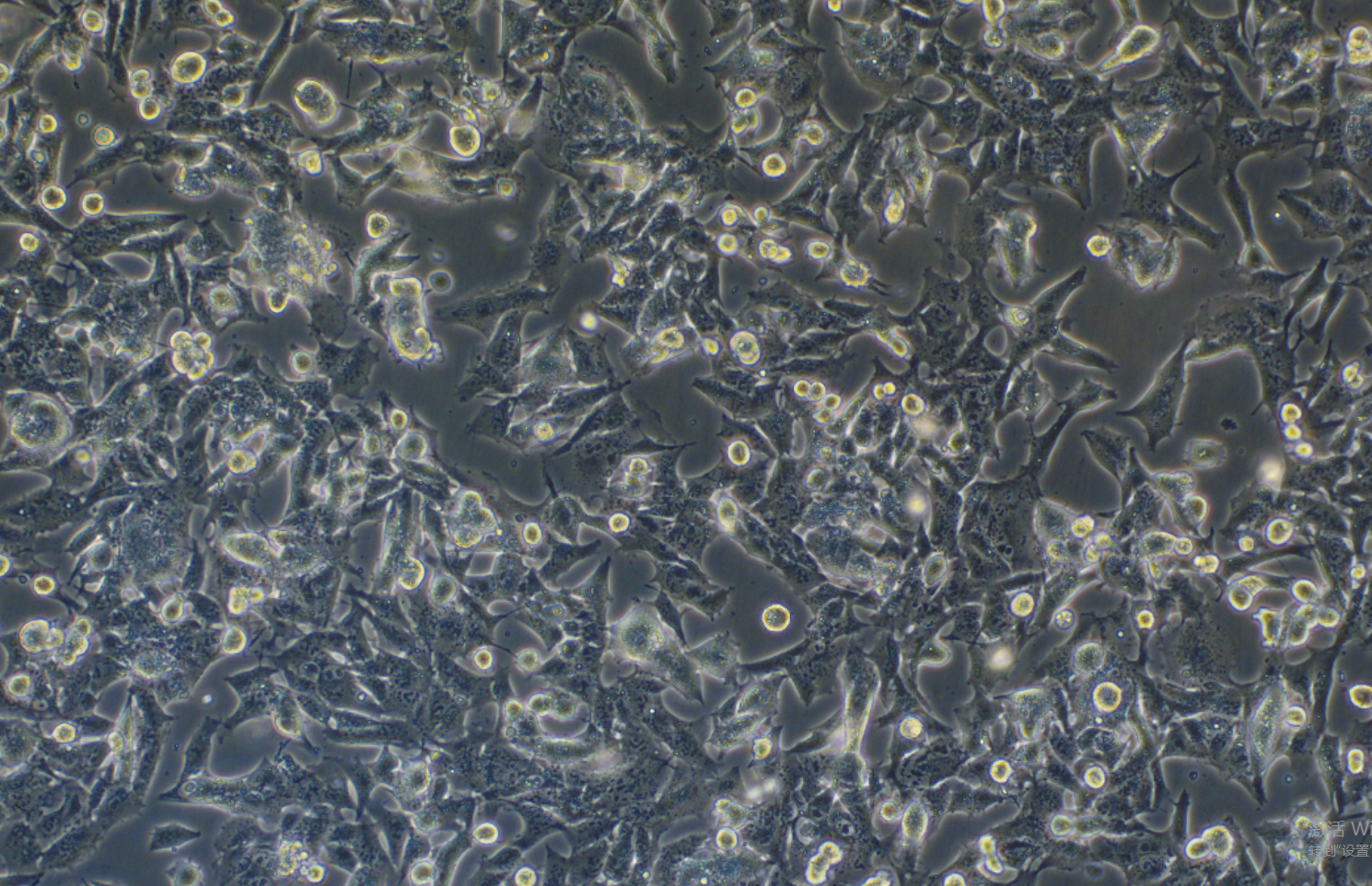 GL261小鼠胶质细胞(永生化细胞) GL261 mouse glial cells