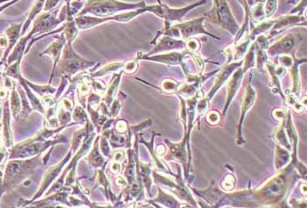 LA795 (小鼠肺腺癌细胞系) LA795 (mouse lung adenocarcinoma cells)