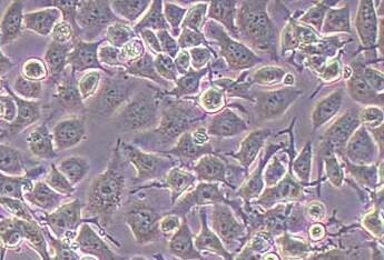 G422小鼠神经胶质瘤细胞系 G422 mouse glioma cells