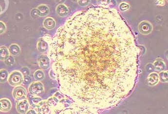 AtT-20 (小鼠垂体瘤细胞系) (种属鉴定正确) AtT-20 (mouse pituitary tumor cells) (species identification correct)