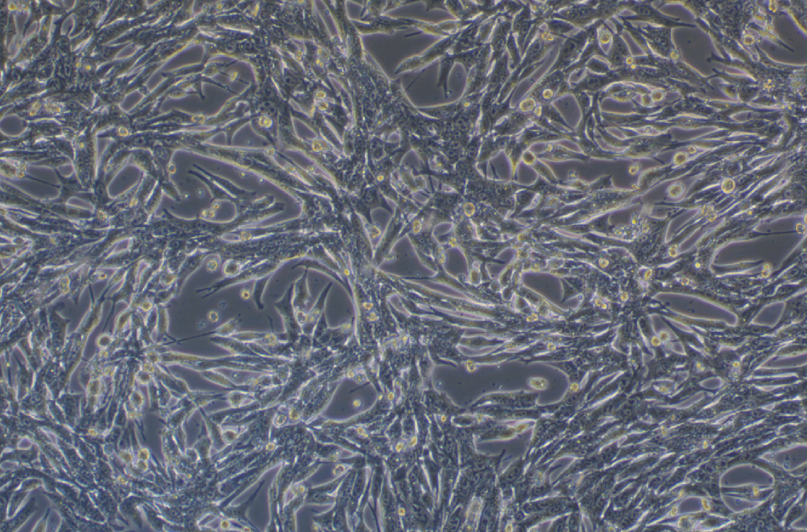 pan02小鼠胰腺癌细胞系 Pan02 mouse pancreatic cancer