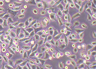 L929小鼠成纤维细胞系 L929 mouse fibroblast cells
