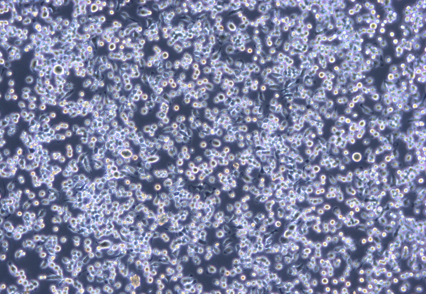 MH-S小鼠肺泡巨噬细胞系 MH-S mouse alveolar macrophage cell line