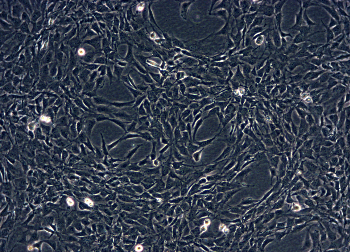 NIH/3T3小鼠胚胎细胞系 NIH/3T3 mouse embryonic cells