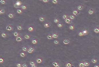 H22小鼠肝癌细胞系 H22 mouse liver cancer cells