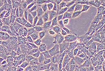 TM3小鼠睾丸间质细胞系 TM3 mouse testicular interstitial cells