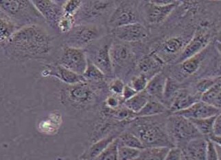 CMT93小鼠结肠癌细胞系 CMT93 mouse colon cancer cells