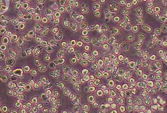 EL4小鼠淋巴瘤细胞系 EL4 mouse lymphoma cells