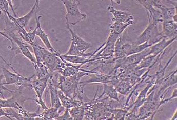 C3H/10T1/2, Clone 8 (小鼠胚胎成纤维细胞系) (STR鉴定正确)