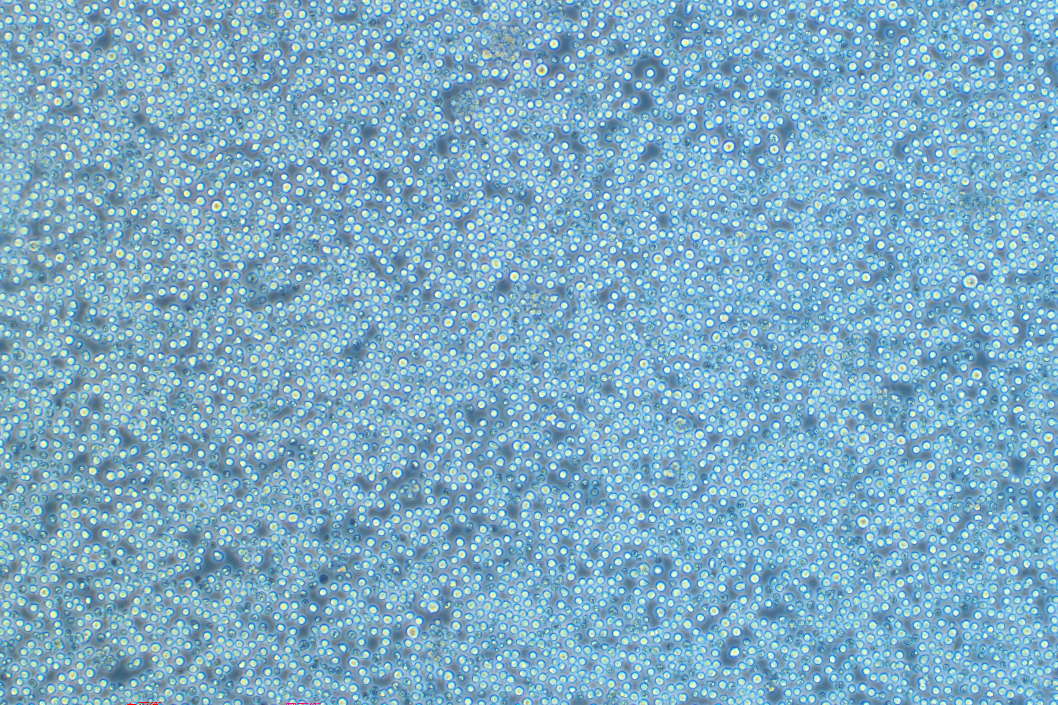 BAF3小鼠原B细胞系株 BAF3 mouse original B cell line