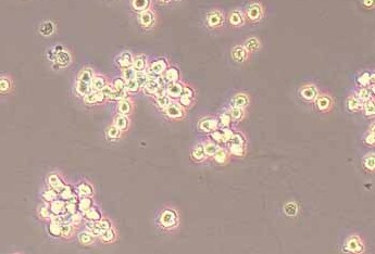 M1 (小鼠白血病细胞系) M1 (mouse leukemia cells)