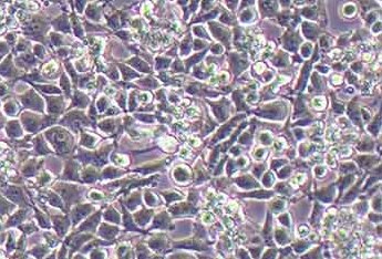 RM小鼠小胶质细胞系 RM mouse microglia