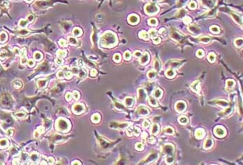 BV2小鼠小胶质细胞系 BV2 mouse microglia