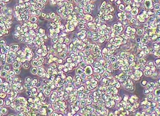 L5178Y TK小鼠淋巴瘤细胞系 L5178Y TK mouse lymphoma cells