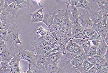 AML12小鼠肝细胞系 AML12 mouse liver cells