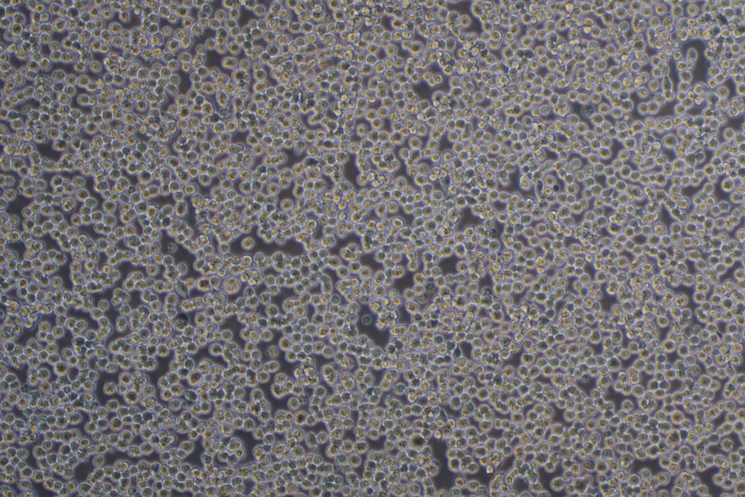 DC2.4小鼠树突状细胞系 DC2.4 mouse dendritic cells