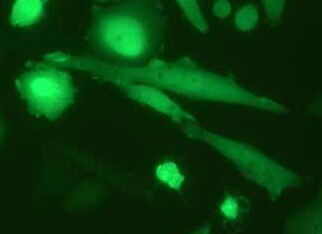 CHO-K1-CopGFP-PURO 中国仓鼠卵巢细胞（荧光示踪细胞）-CopGFP