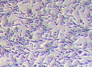 TC-1-LUC小鼠肺上皮细胞(荧光示踪细胞)+LUC TC-1-LUC mouse lung epithelial cells+LUC