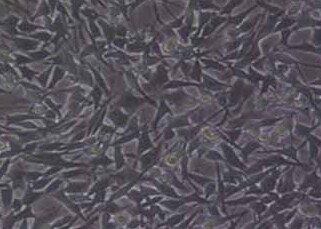 RM-1-LUC-PURO小鼠前列腺癌细胞（荧光示踪细胞）+luc RM-1-LUC-PURO mouse prostate cancer cells+luc