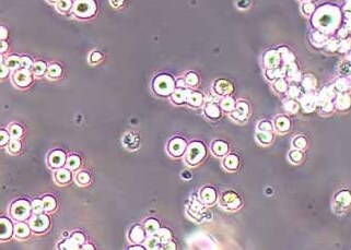 H22-LUC-PURO小鼠肝癌细胞(荧光示踪细胞)+LUC H22-LUC-PURO mouse liver cancer cells+LUC