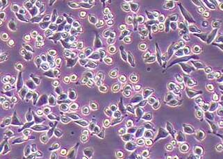 RAW264.7-LUC-PURO小鼠单核巨噬细胞白血病细胞（荧光示踪细胞）+LUC