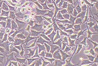 大鼠肺泡Ⅱ型细胞系RLE-6TN(种属鉴定) RLE-6TN in rat alveolar type II cells
