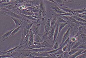 L6大鼠成肌细胞系 L6 rat myoblasts