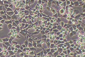RSC96大鼠雪旺细胞系 RSC96 rat Schwann cells,SCs