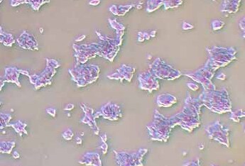 AR42J (大鼠胰腺外分泌细胞系) AR42J (rat pancreatic exocrine cells)