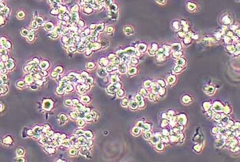 NR8383 [AgC11x3A; NR8383.1] (大鼠肺泡巨噬细胞系) (种属鉴定正确)