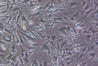 RT4-D6P2T大鼠神经雪旺氏细胞系 RT4-D6P2T rat neural Schwann cell,SCs