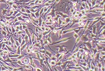 RBL-2H3大鼠嗜碱性白血病细胞系 RBL-2H3 rat basophilic leukemia cells