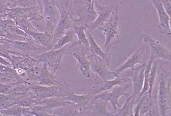 大鼠肌腱干细胞(永生化细胞) Rat tendon stem cells (immortalized)