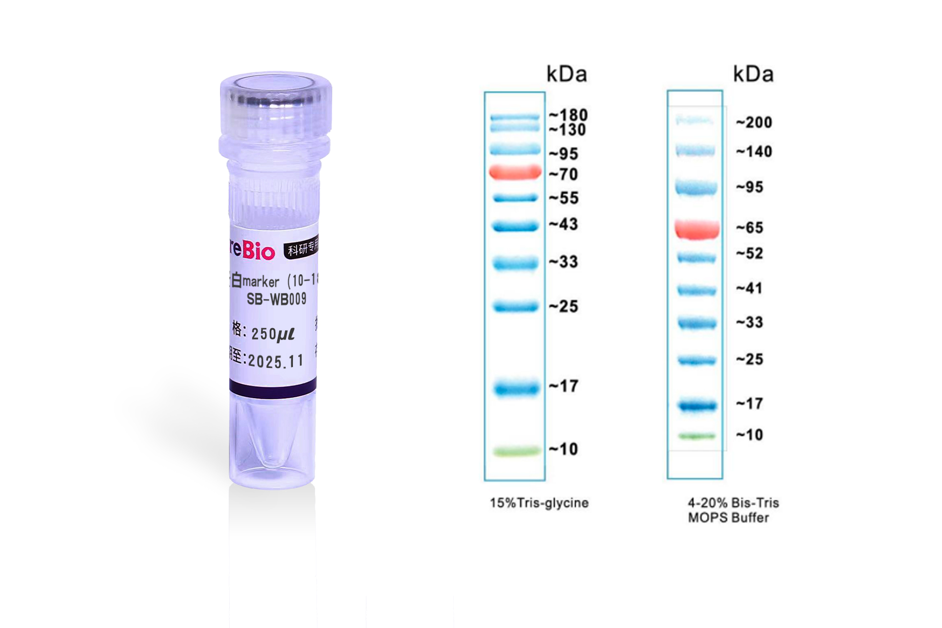预染蛋白marker（10-180kda） Prestained Protein Ladder, Prestained Protein Standard;10 to 180 kDa