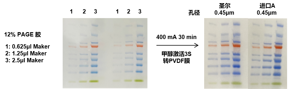 PVDF膜实验结果